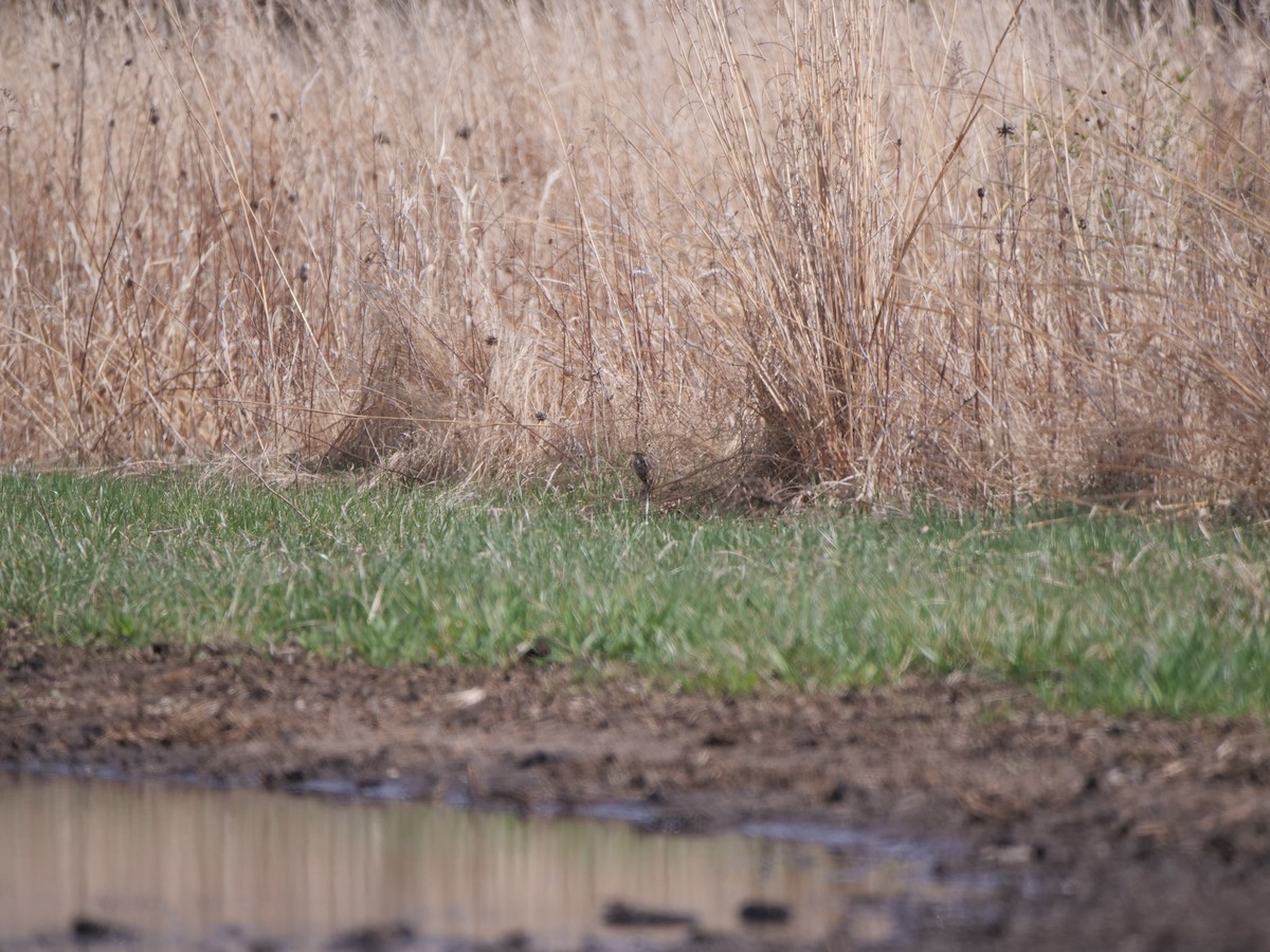 Savannah Sparrow - ML634384060