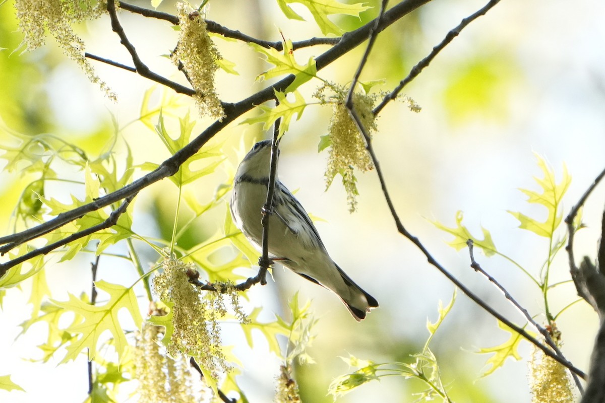 Cerulean Warbler - ML634384064