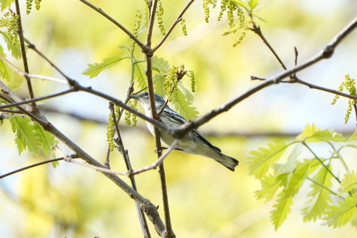 Cerulean Warbler - ML634384070