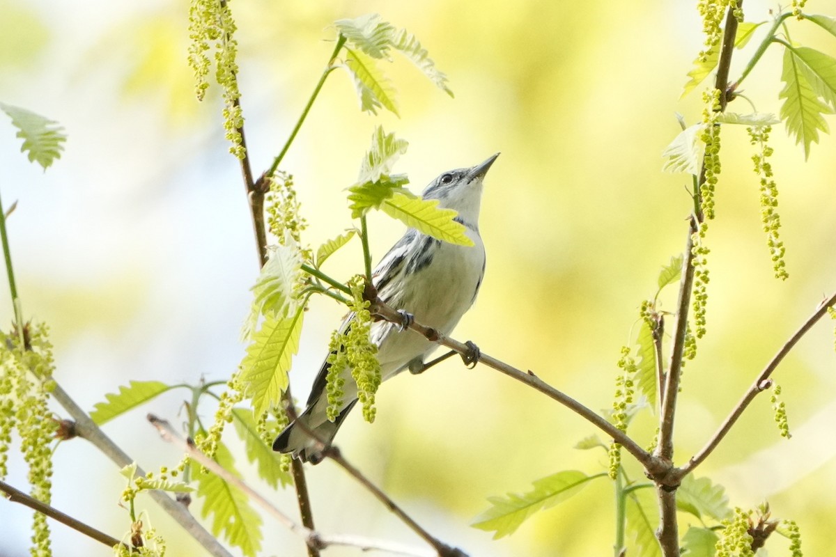 Cerulean Warbler - ML634384071