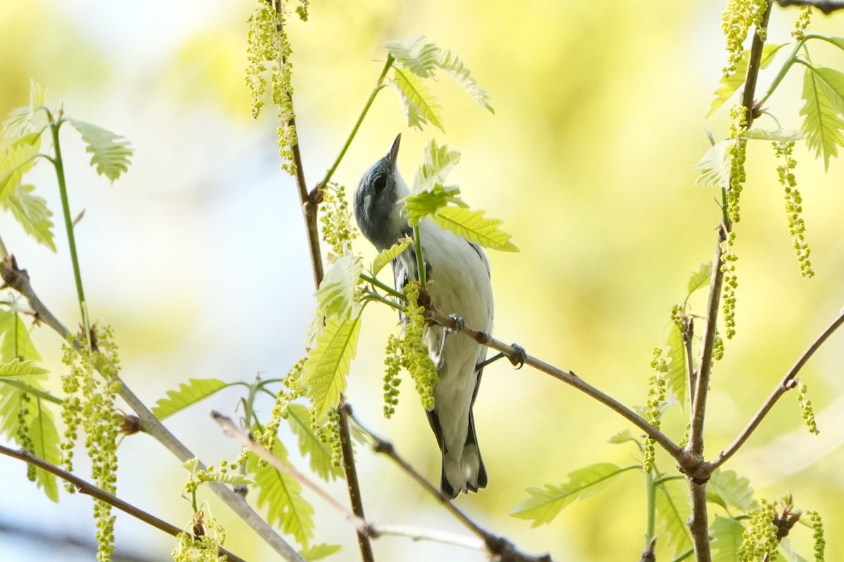 Cerulean Warbler - ML634384072