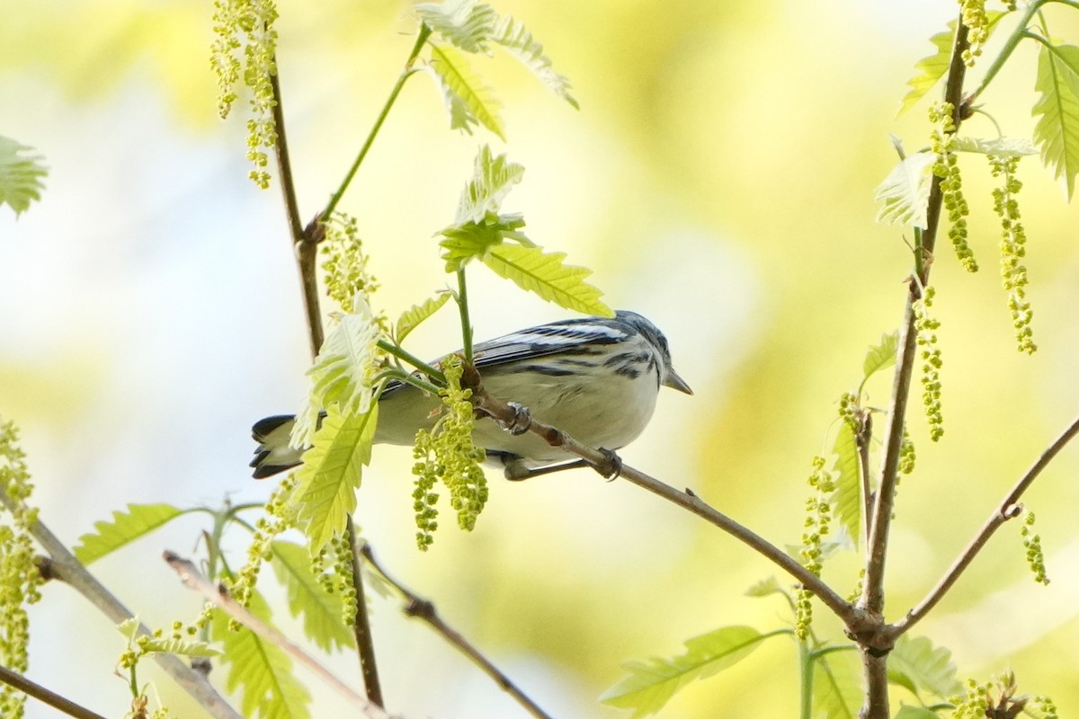 Cerulean Warbler - ML634384084