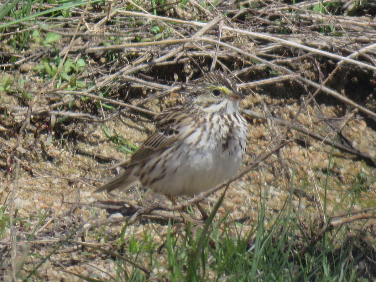 Savannah Sparrow - ML634384092