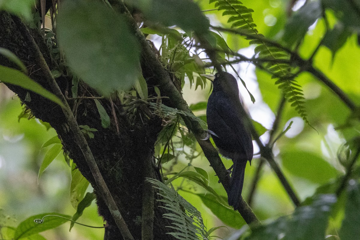 Yellow-billed Cacique - ML634384098