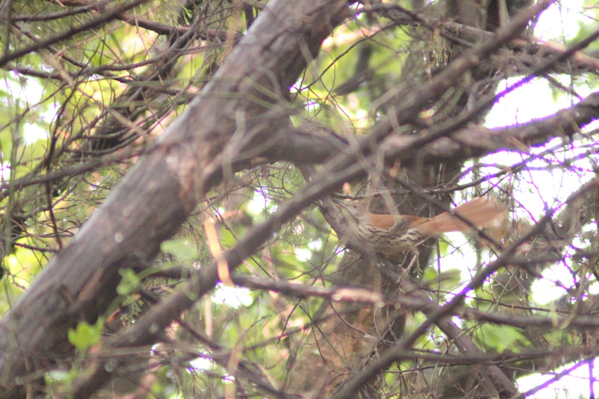 Brown Thrasher - ML634384114