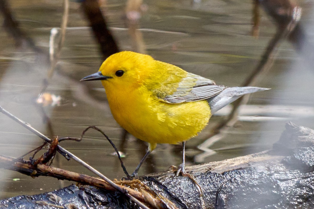 Prothonotary Warbler - ML634384142