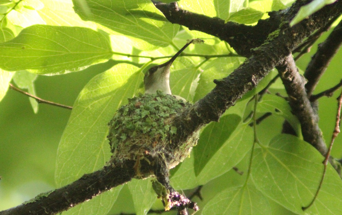 Ruby-throated/Black-chinned Hummingbird - ML634384150