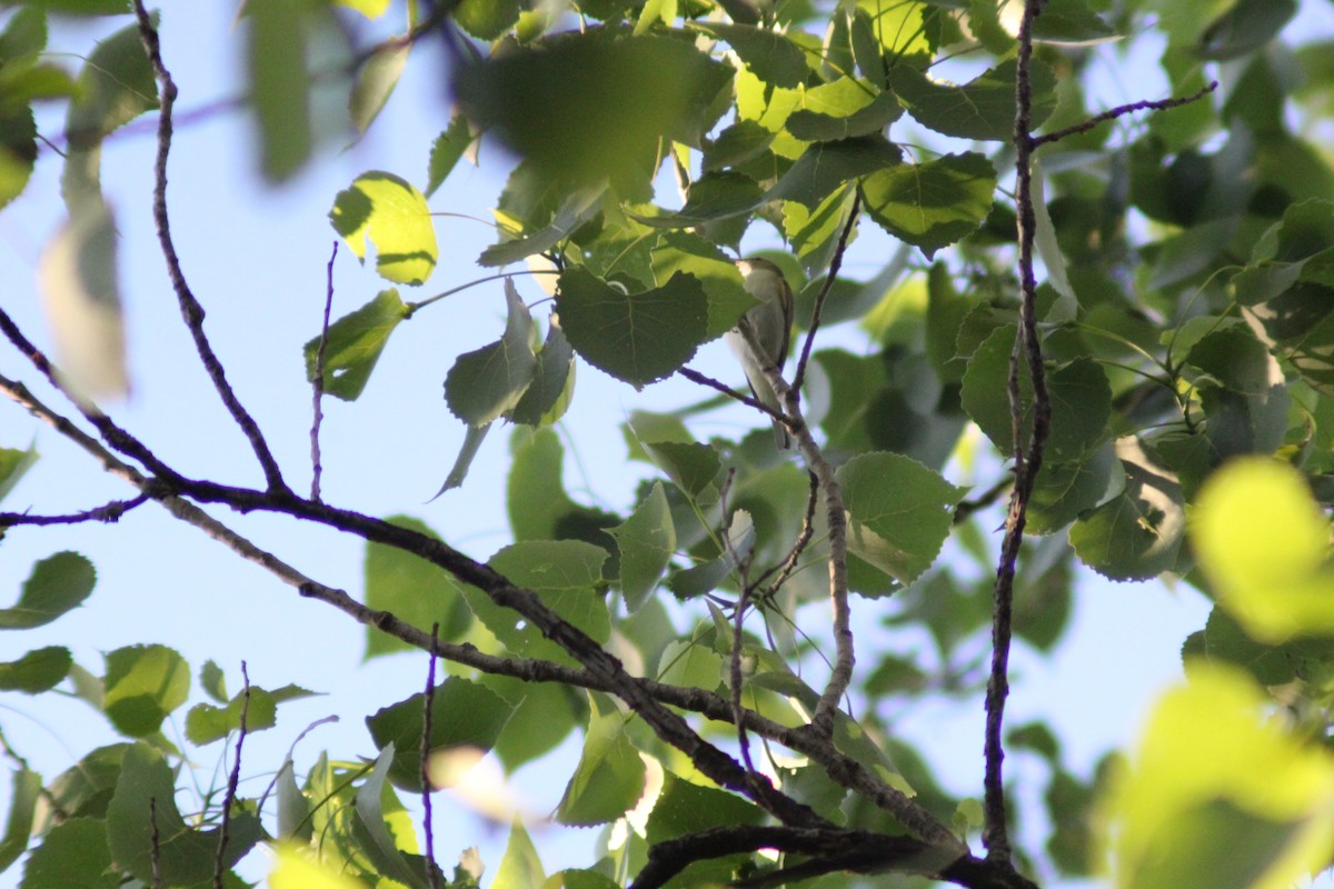 Red-eyed Vireo - ML634384183