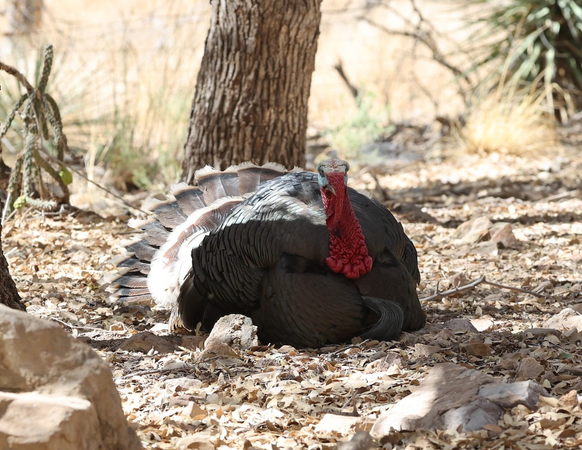 Wild Turkey - ML634384214