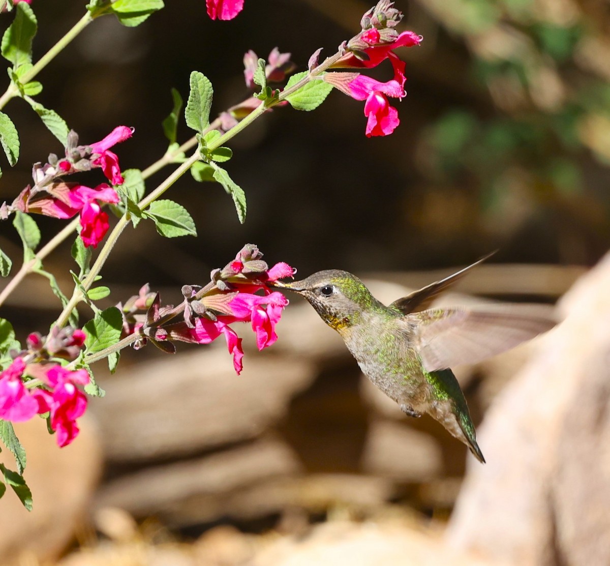 Anna's Hummingbird - ML634384265