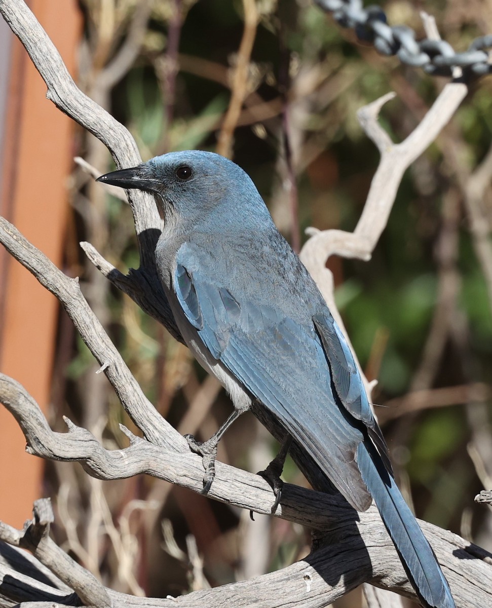 Mexican Jay - ML634384277