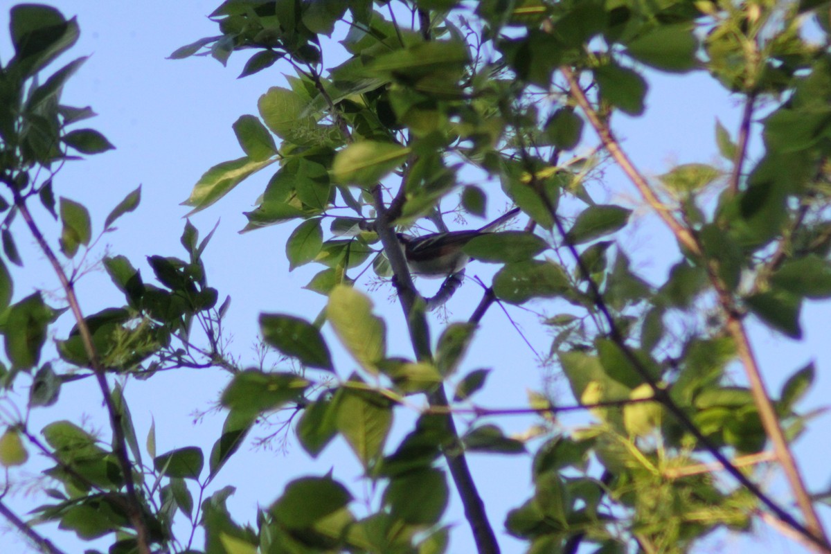 Chestnut-sided Warbler - ML634384373