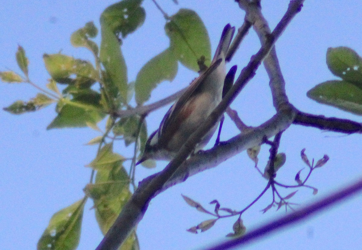 Chestnut-sided Warbler - ML634384395