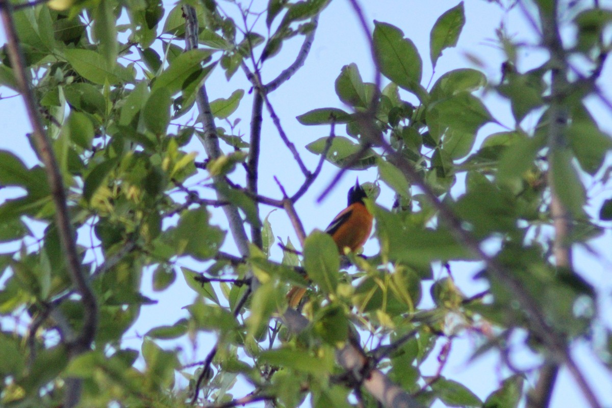 Baltimore Oriole - ML634384407