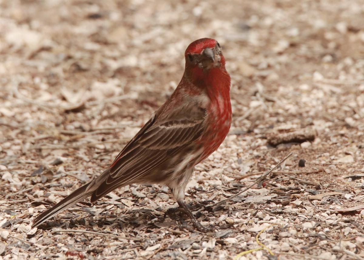 House Finch - ML634384483