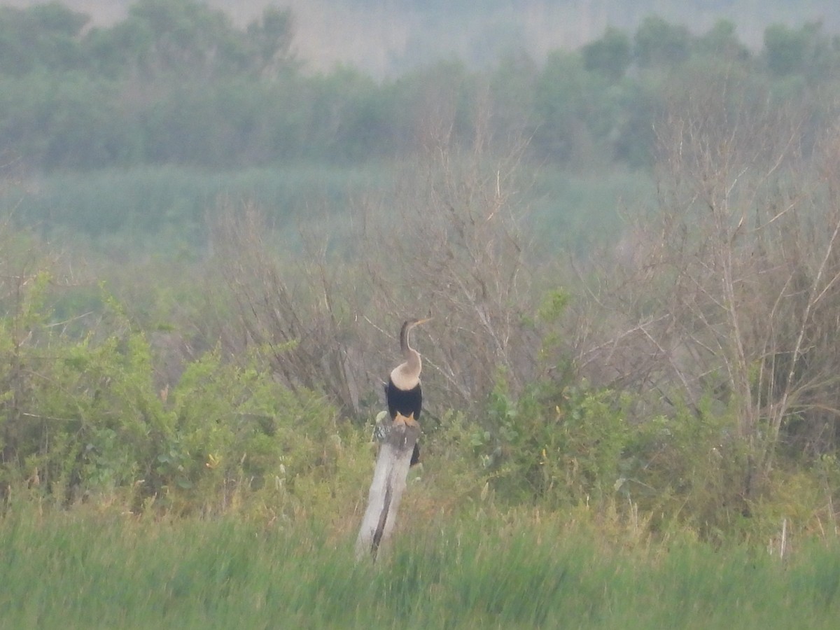 Anhinga - ML634384505