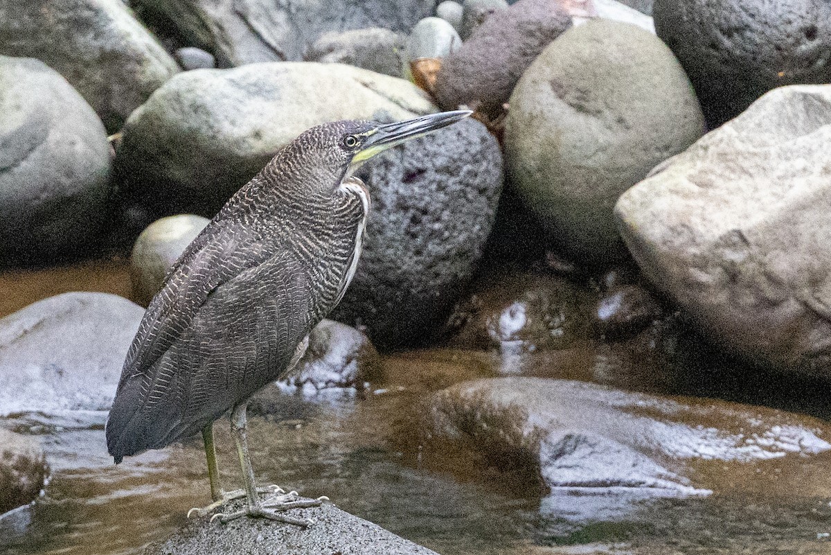 Fasciated Tiger-Heron - ML634384543