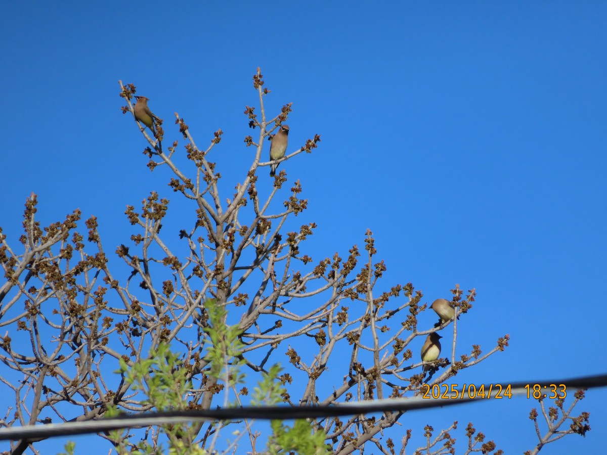 Cedar Waxwing - ML634384604