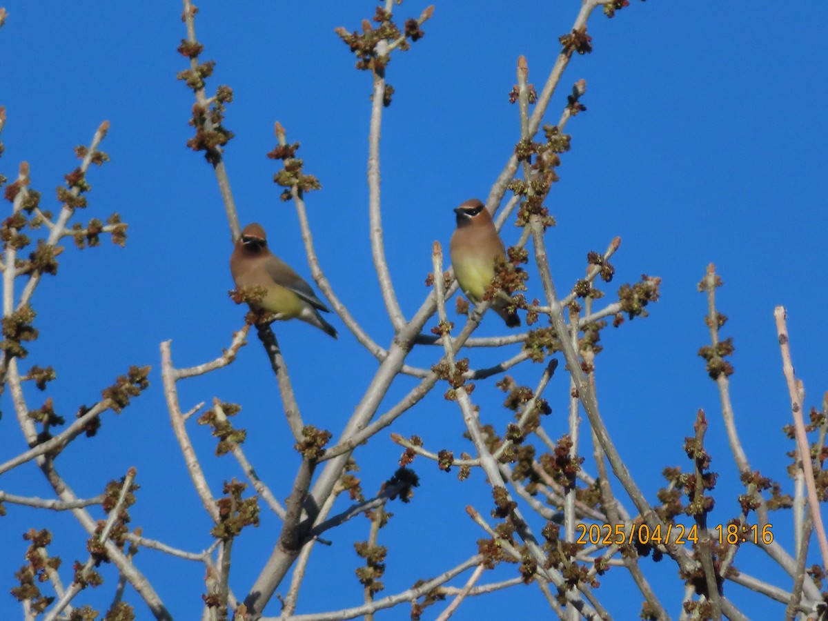 Cedar Waxwing - ML634384616