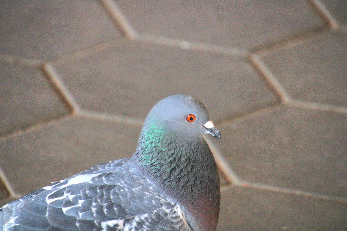 Rock Pigeon (Feral Pigeon) - ML634384732