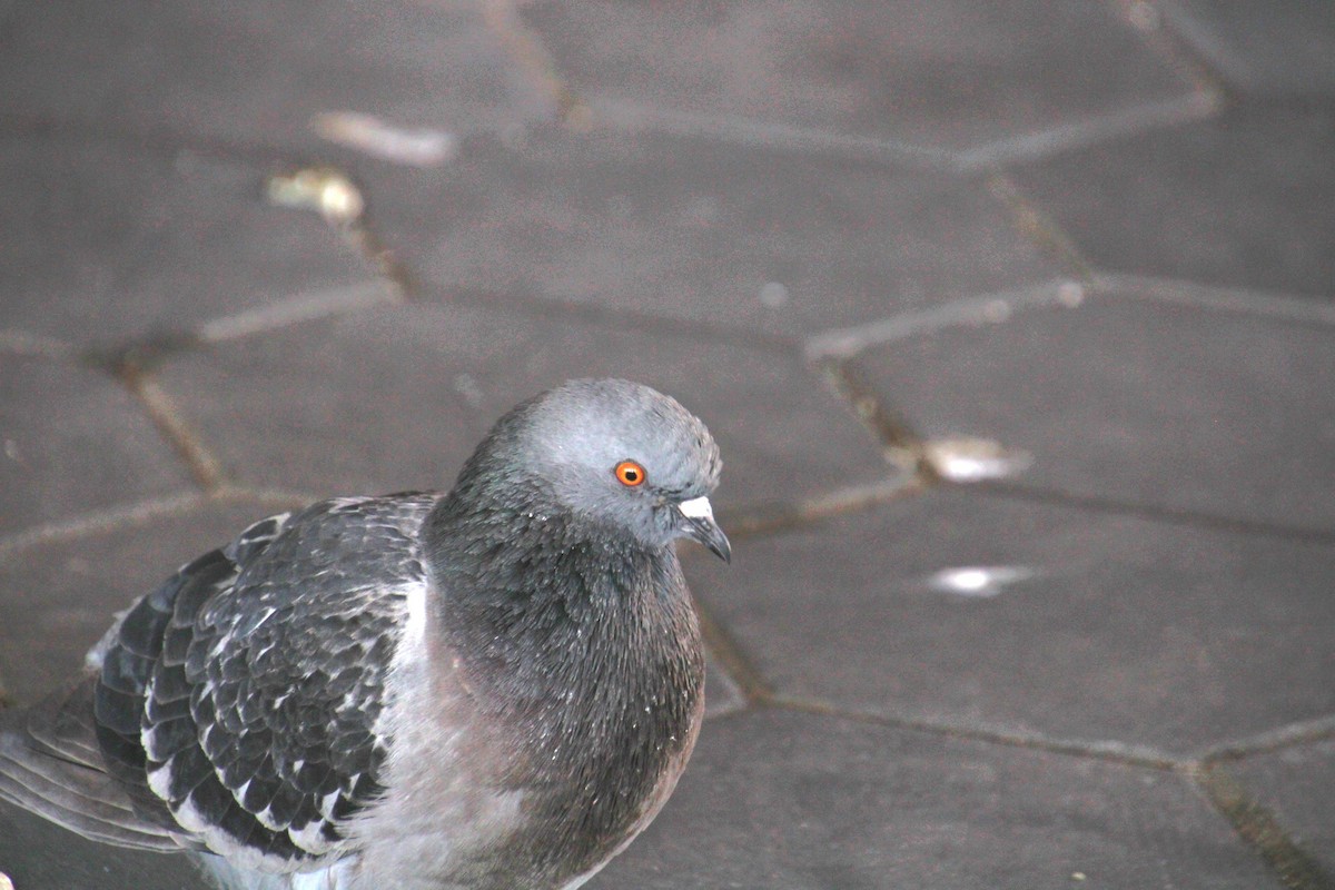 Rock Pigeon (Feral Pigeon) - ML634384733