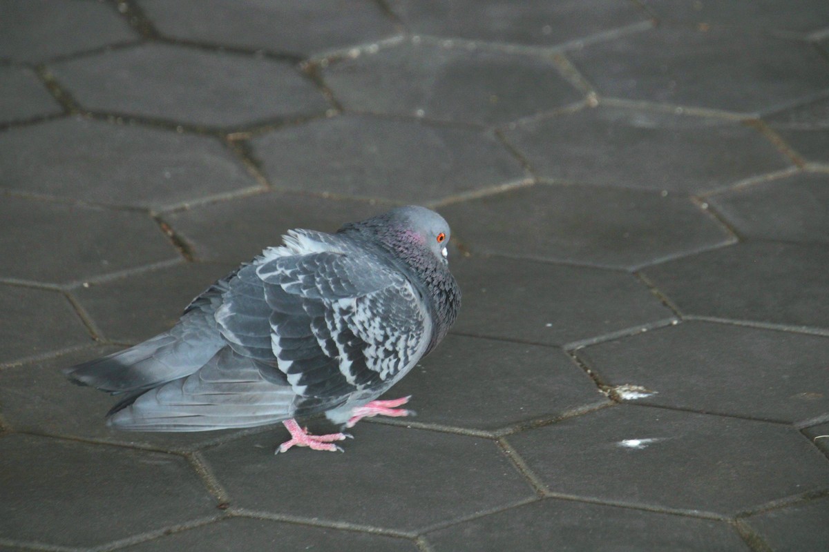 Rock Pigeon (Feral Pigeon) - ML634384734