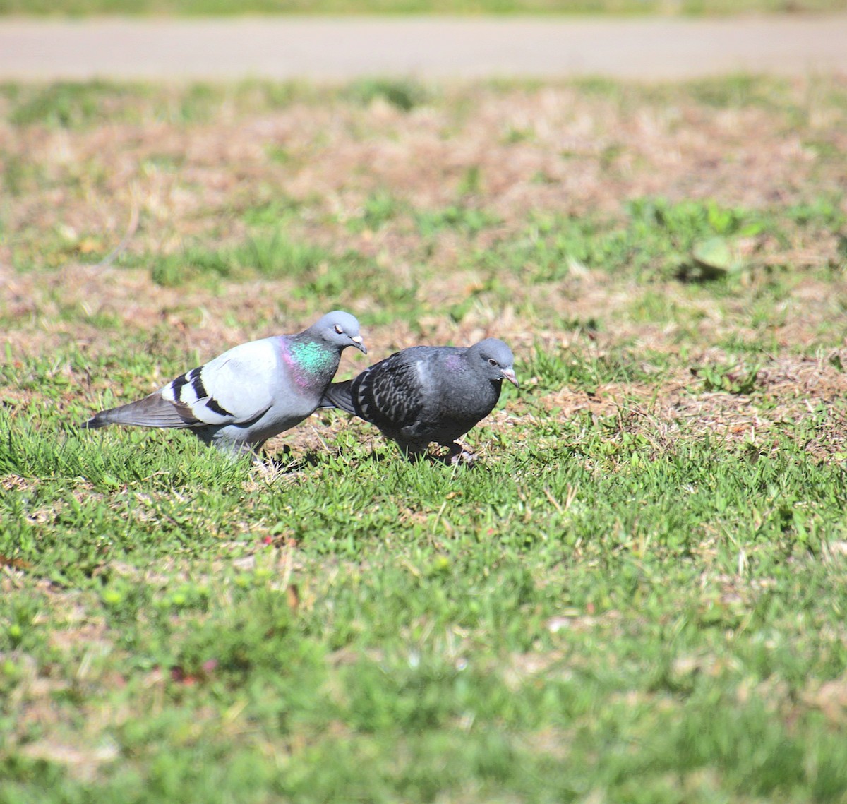 Rock Pigeon (Feral Pigeon) - ML634384736