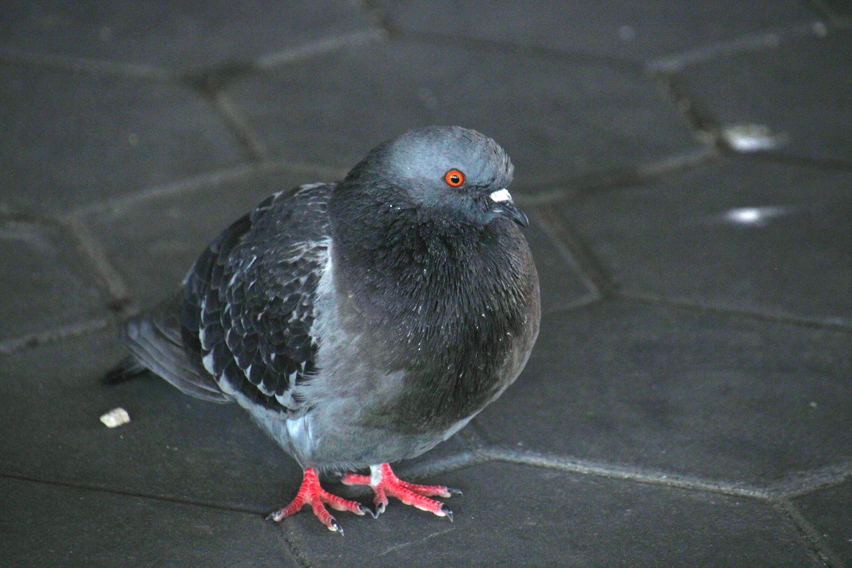 Rock Pigeon (Feral Pigeon) - ML634384737