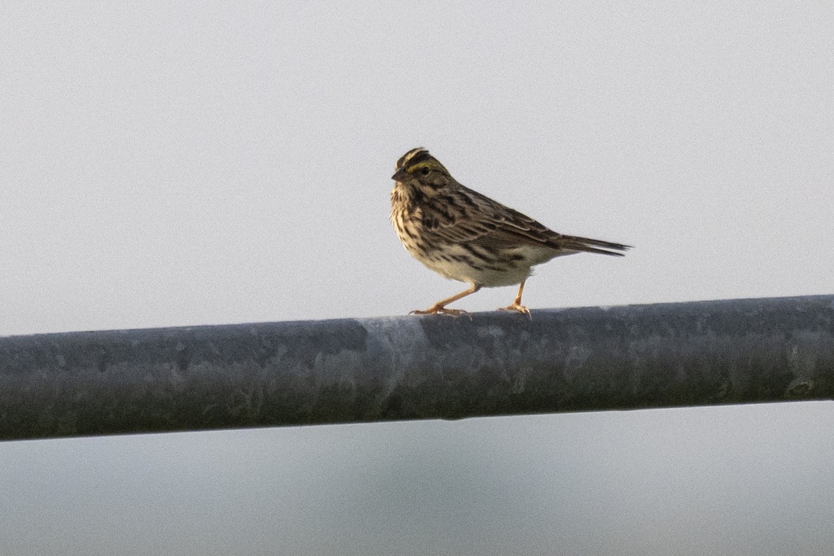 Savannah Sparrow - ML634384784