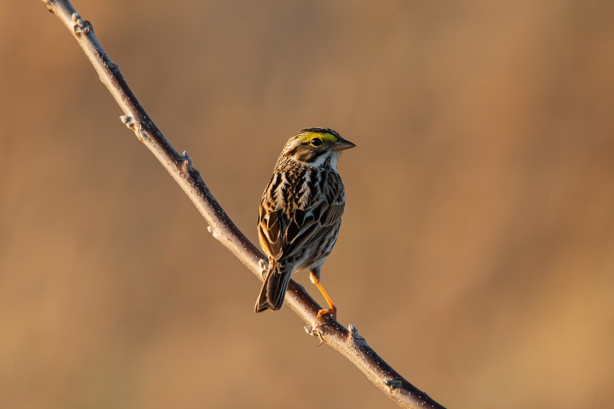 Savannah Sparrow - ML634384798