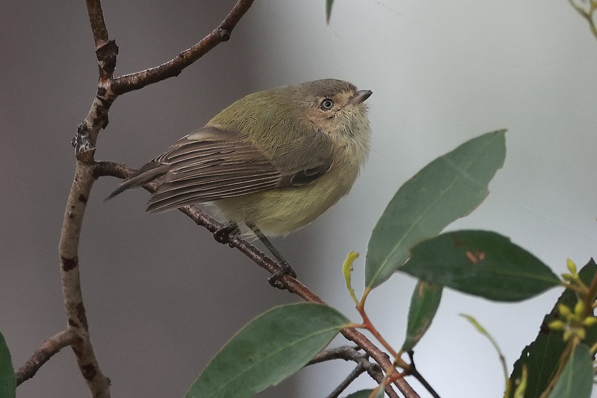 コバシムシクイ - ML634384854