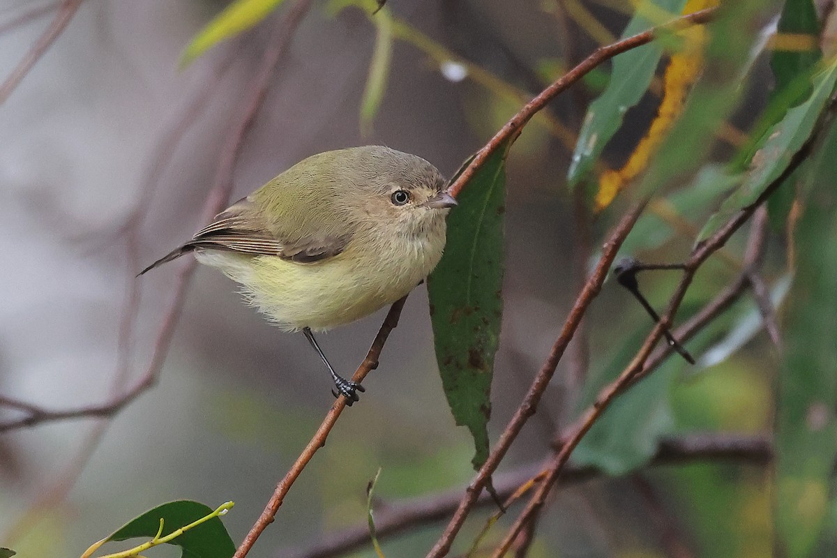 コバシムシクイ - ML634384855