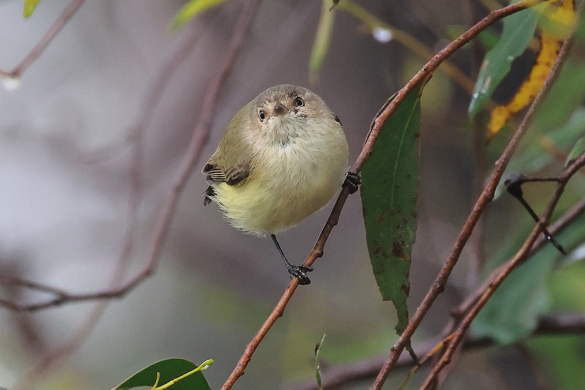 コバシムシクイ - ML634384856