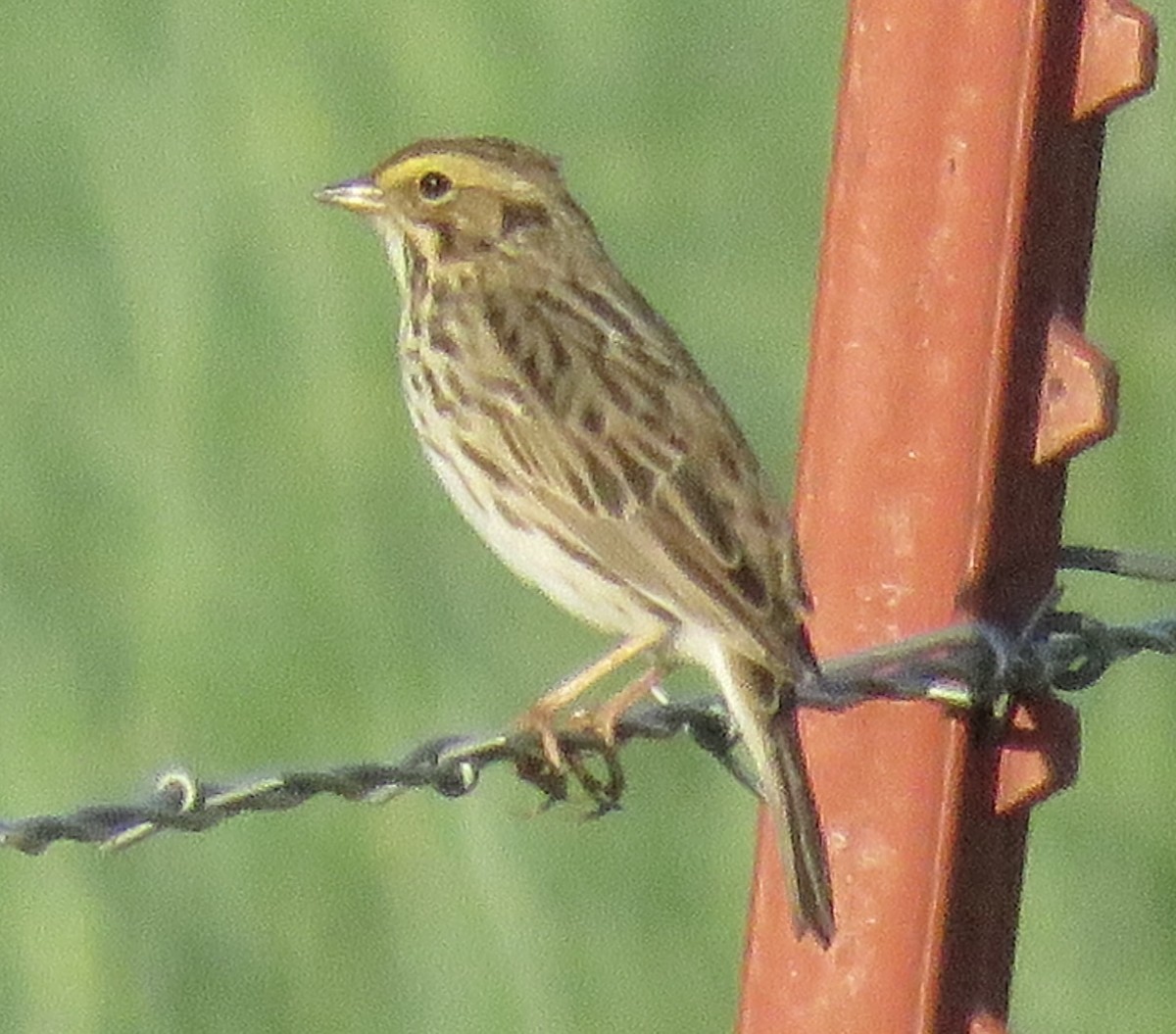 Savannah Sparrow - ML634384903