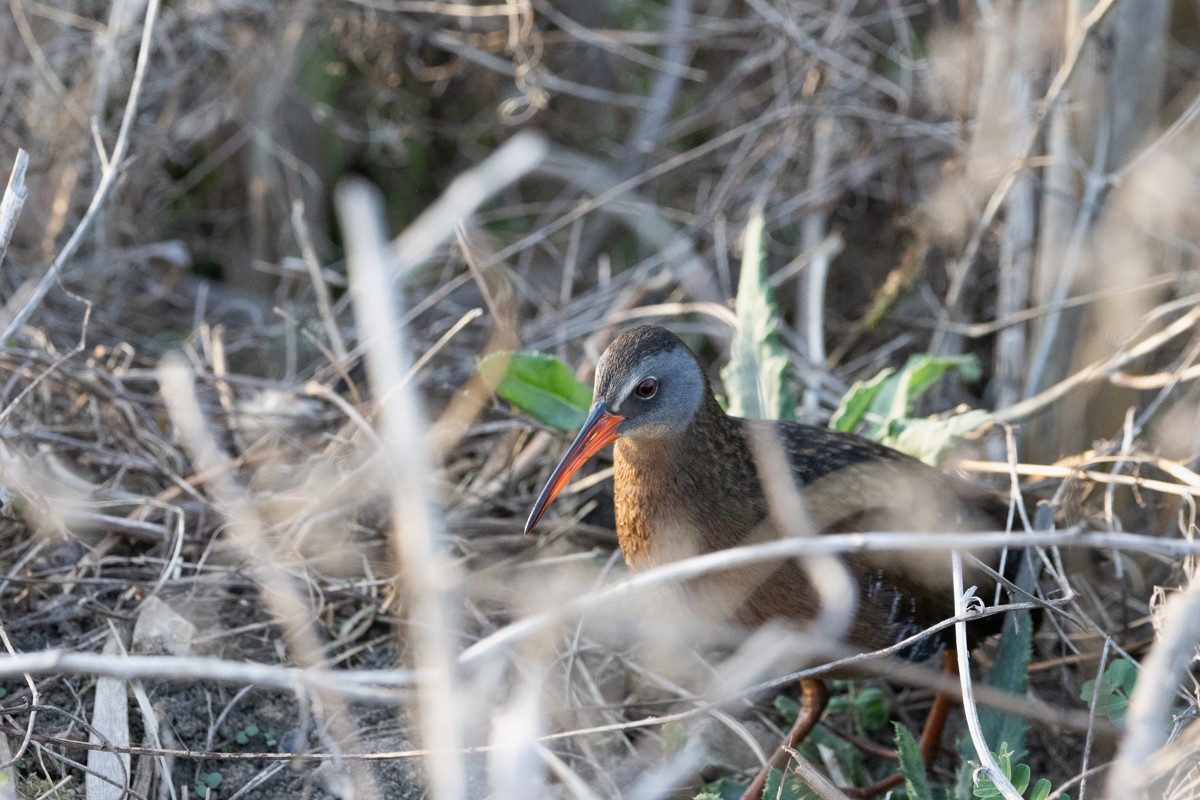 Virginia Rail - ML634384964