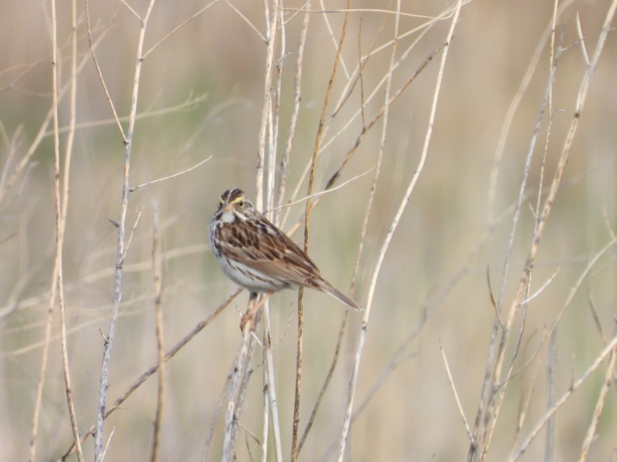 Savannah Sparrow - ML634385006