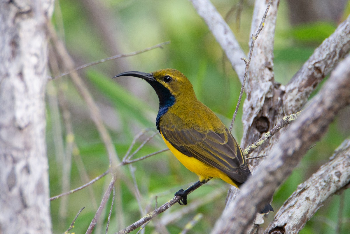 Sahul Sunbird - ML634385014