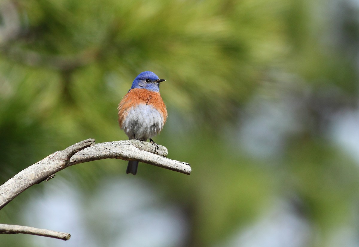 Western Bluebird - Logan Lalonde
