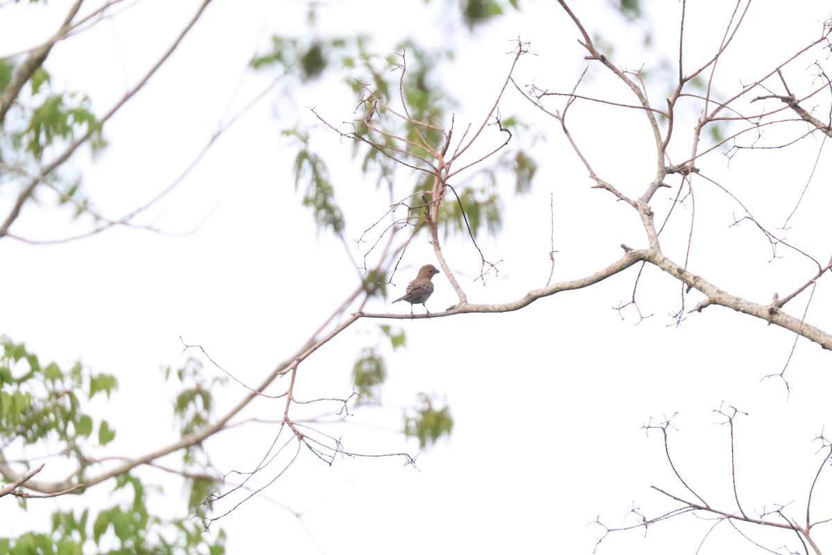 House Finch - ML634385113