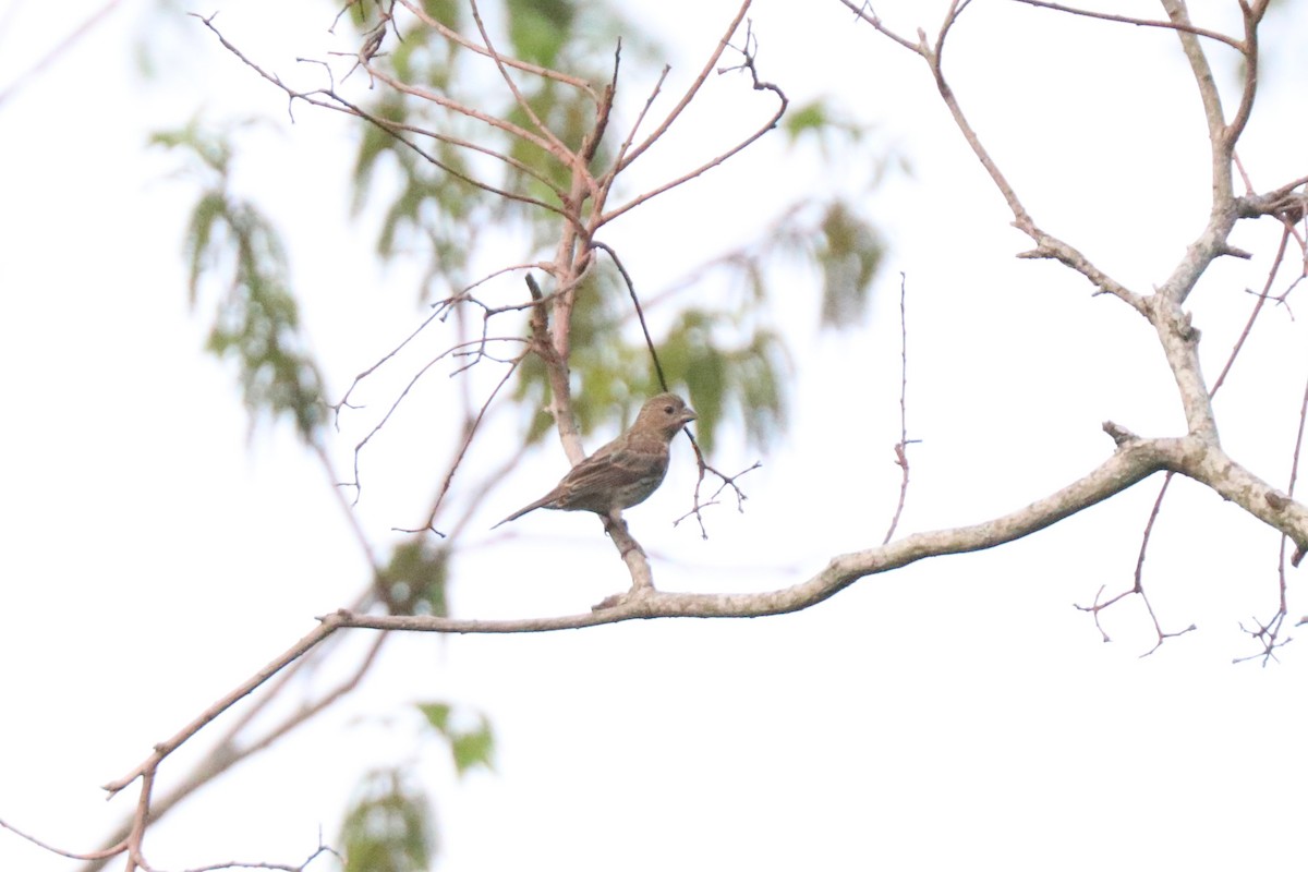 House Finch - ML634385118