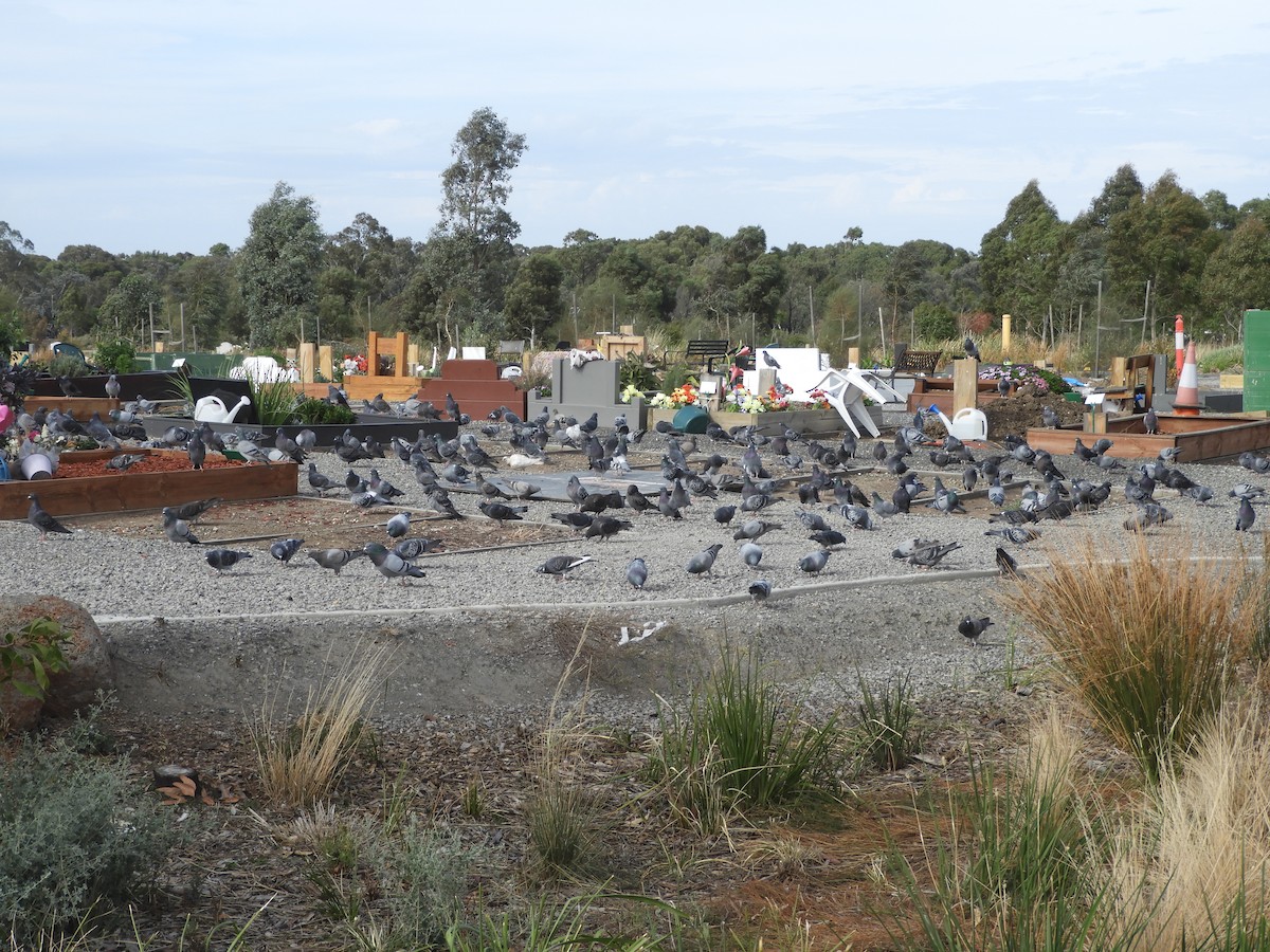 Rock Pigeon (Feral Pigeon) - ML634385149