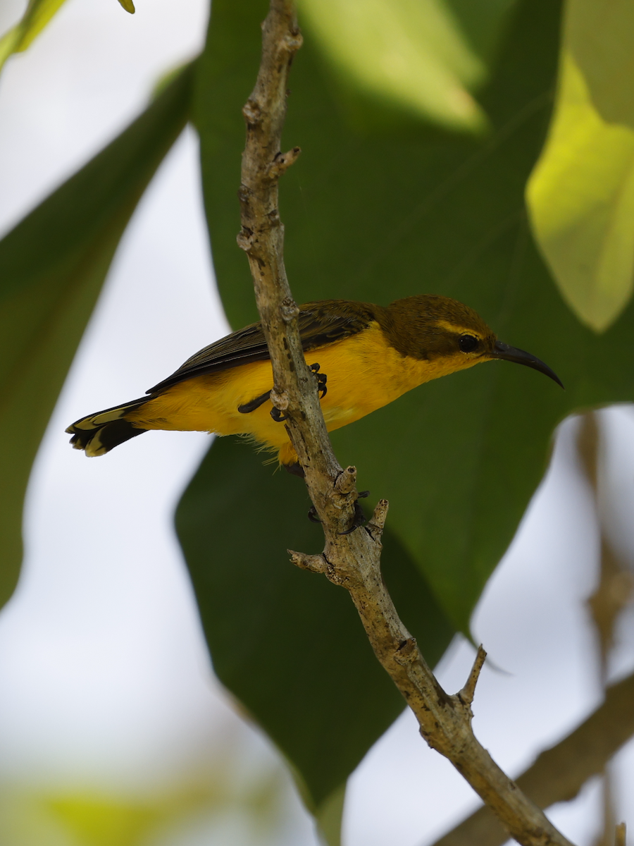 Sahul Sunbird - ML634385188