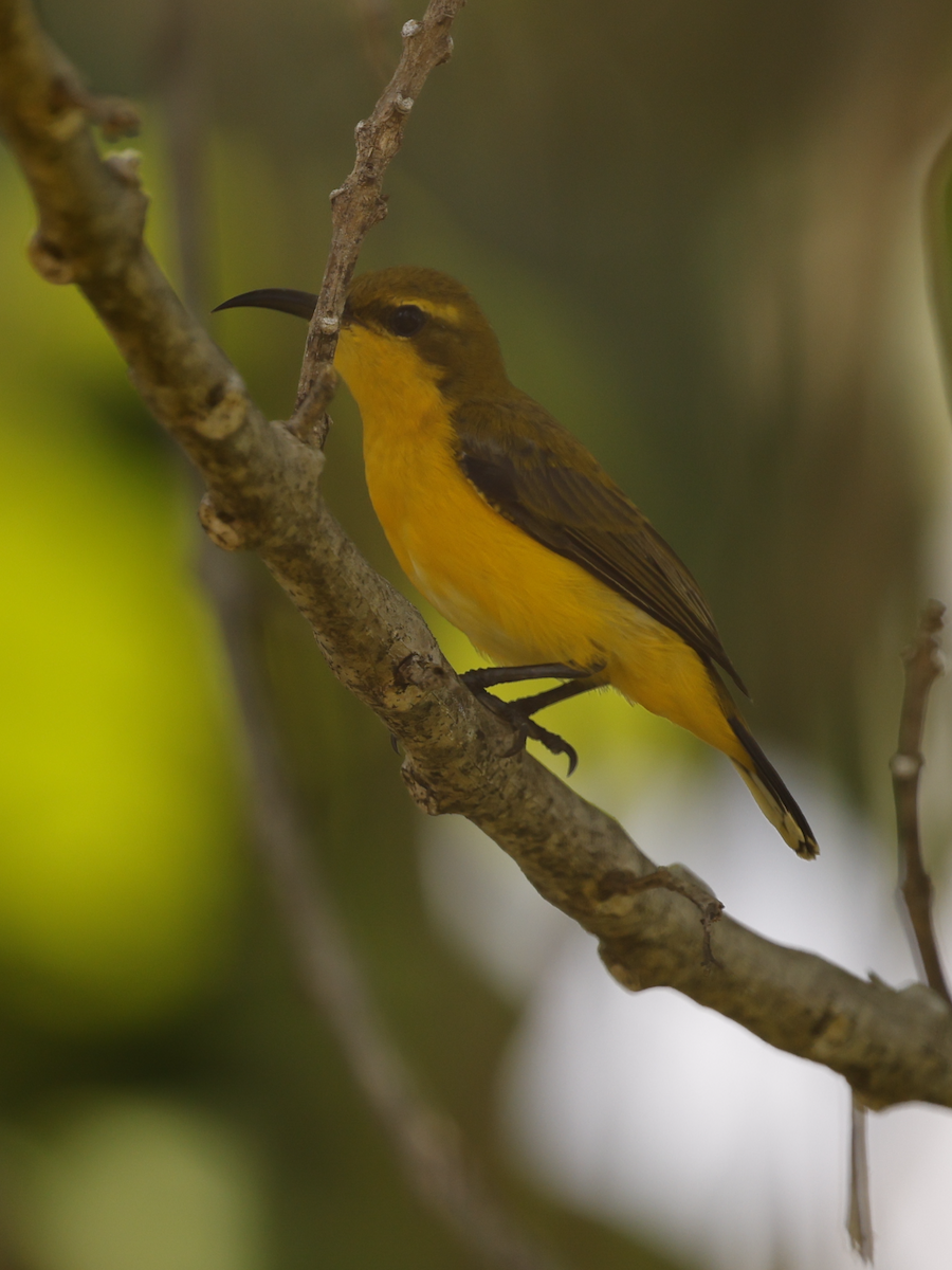 Sahul Sunbird - ML634385189
