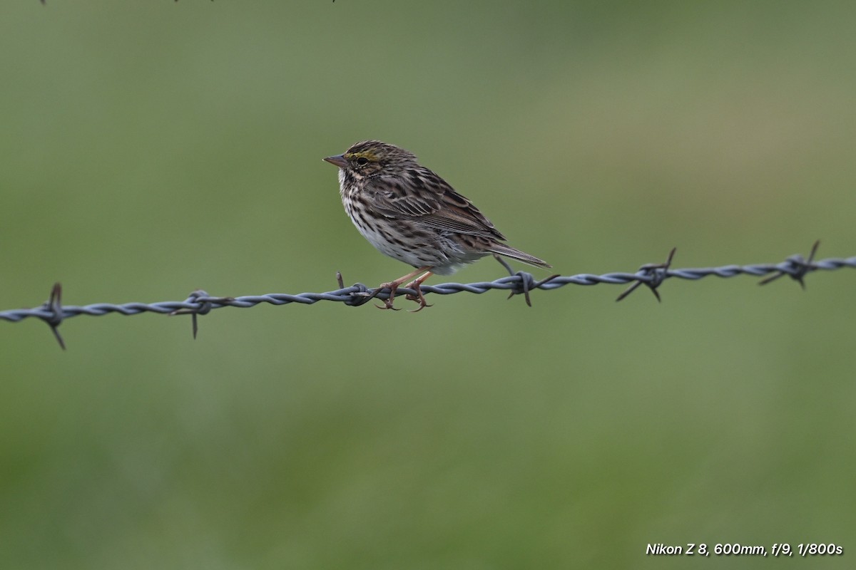 Savannah Sparrow - ML634385205