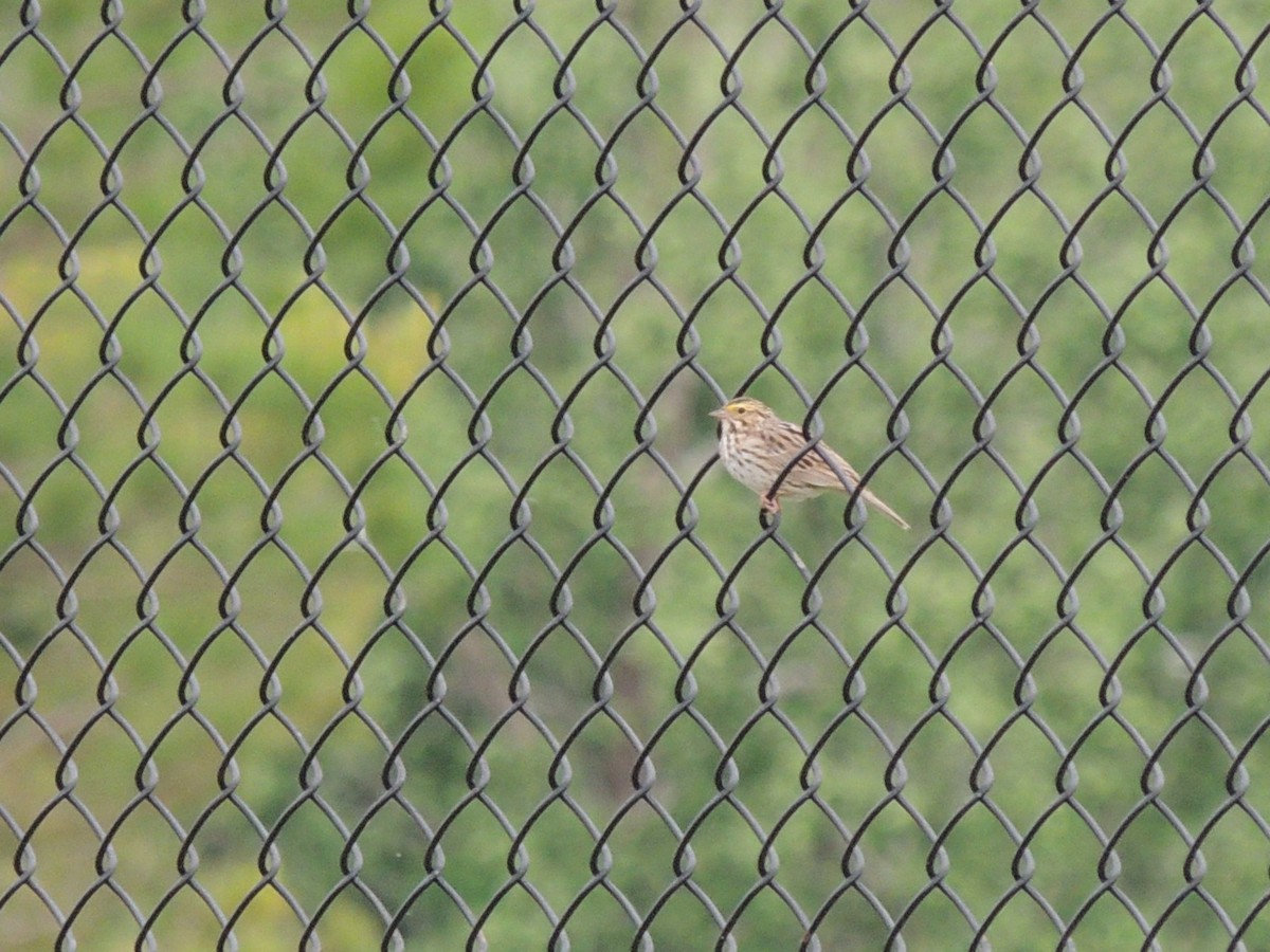 Savannah Sparrow - ML634385222