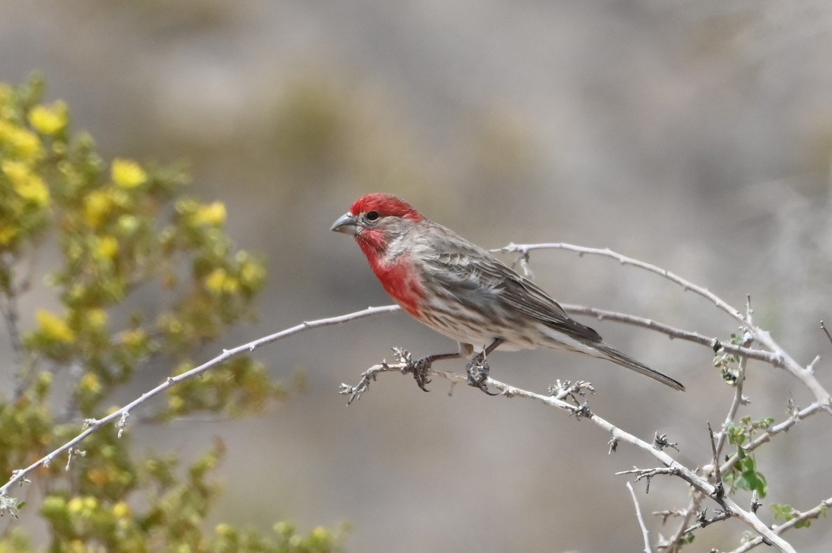House Finch - ML634385425