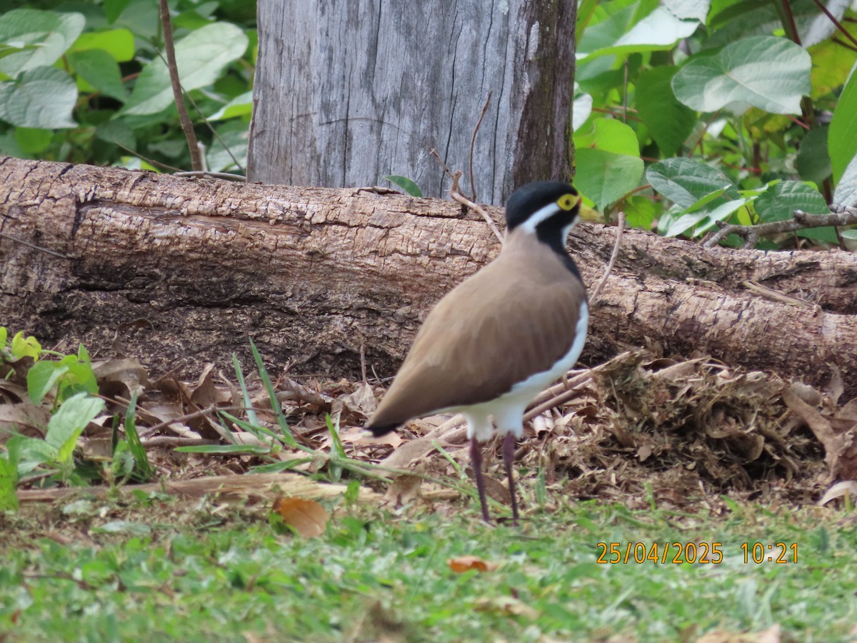 Banded Lapwing - ML634385464