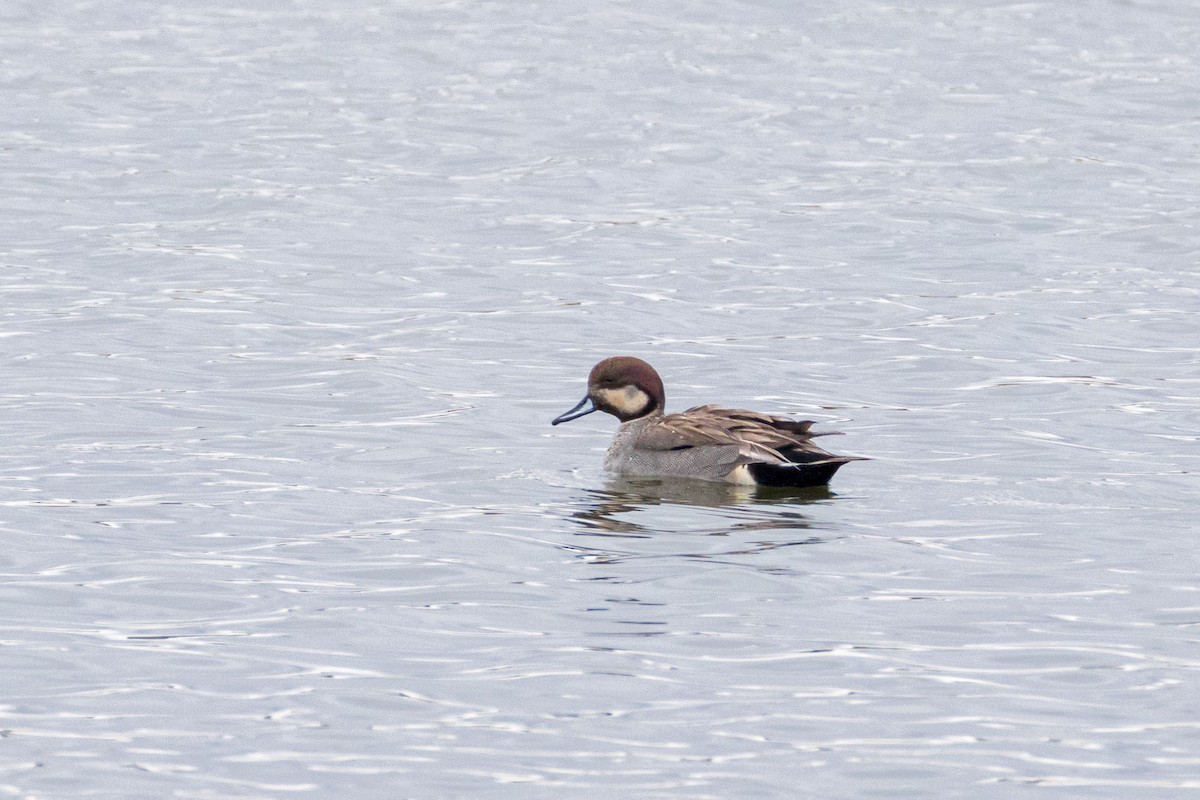 Gadwall x Northern Pintail (hybrid) - ML634385472