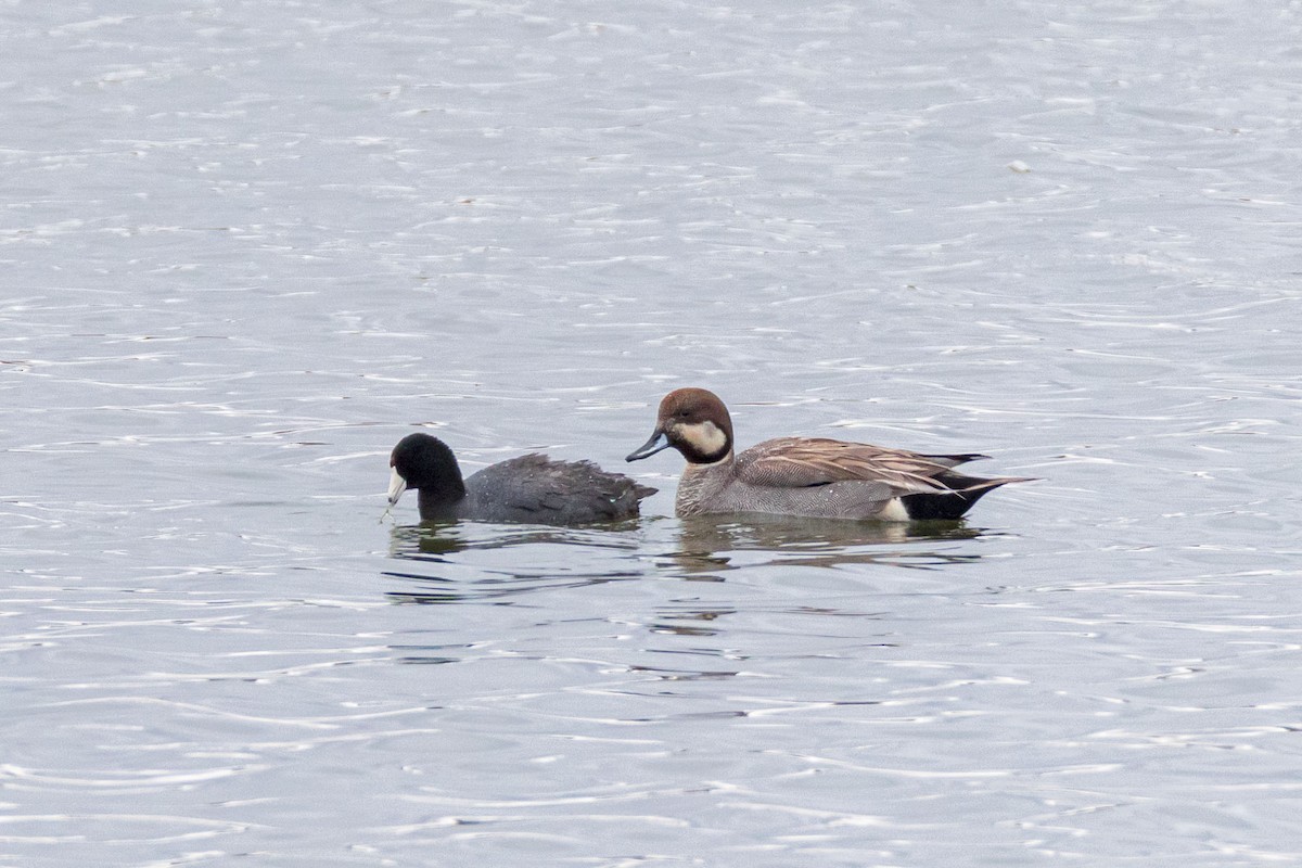 Gadwall x Northern Pintail (hybrid) - ML634385473