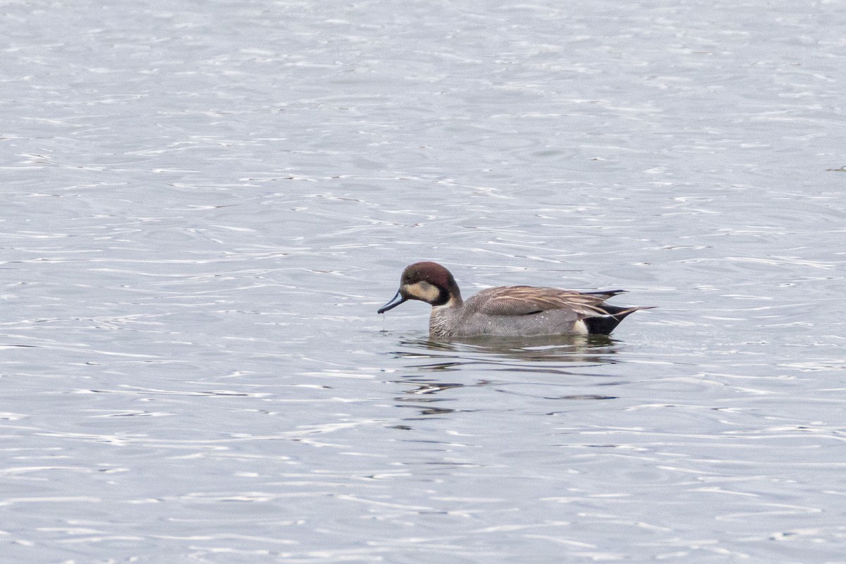 Gadwall x Northern Pintail (hybrid) - ML634385475